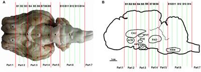 The Expressing Patterns of Opioid Peptides, Anti-opioid Peptides and Their Receptors in the Central Nervous System Are Involved in Electroacupuncture Tolerance in Goats